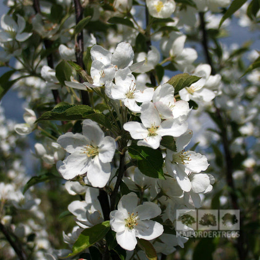 Malus hupehensis - Chinese Crab Apple Tree