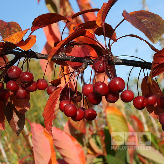 Malus toringo Scarlett - Crab Apple Tree