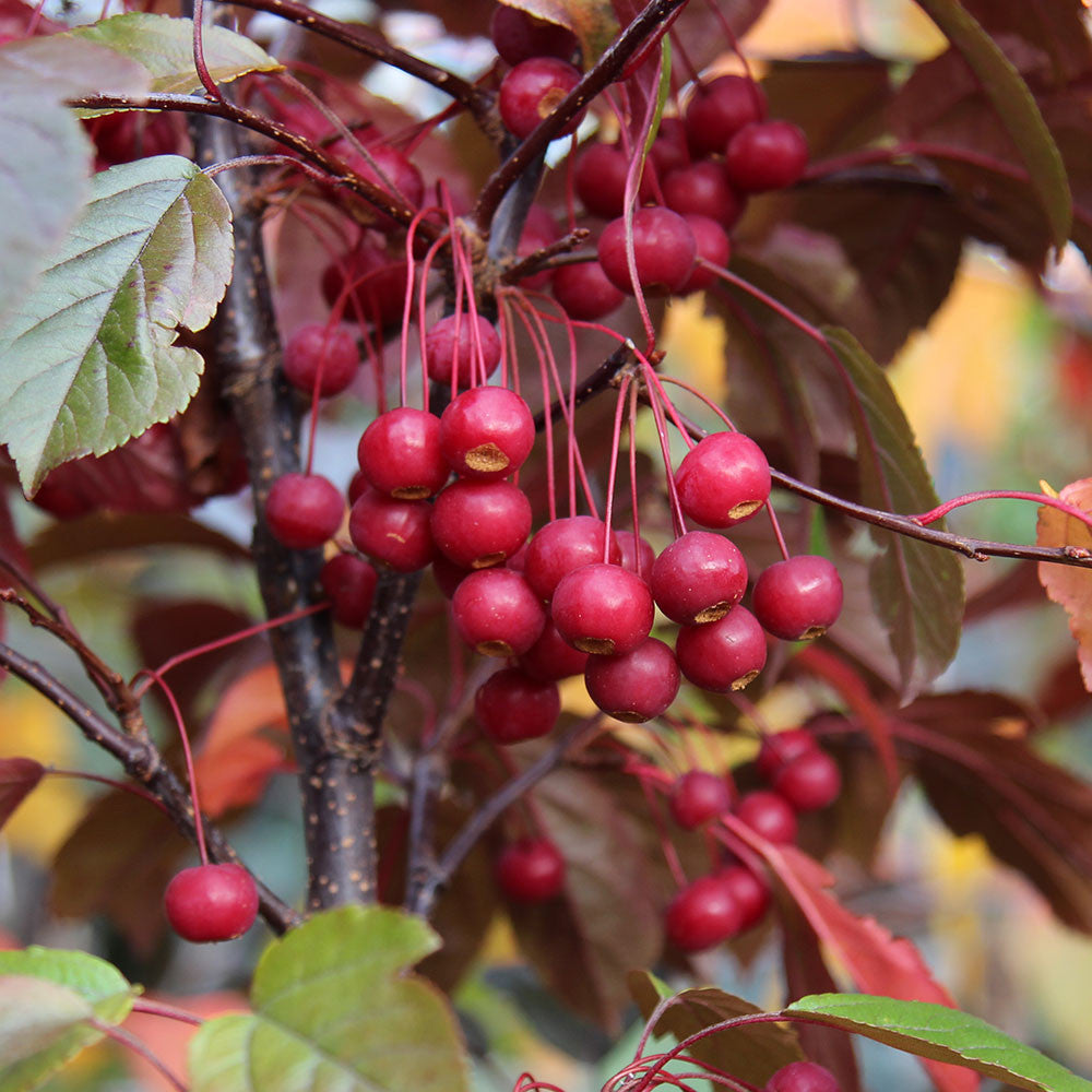 🎁 Malus toringo Scarlett - Crab Apple Tree - Mix and Match (100% off)