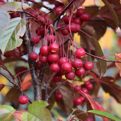 🎁 Malus toringo Scarlett - Crab Apple Tree - Mix and Match (100% off)