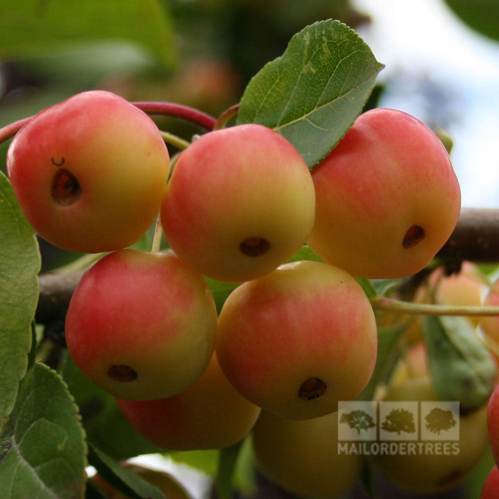 Clusters of small, round apples with red and yellow skin hang from a branch of the Malus x Robusta - Crab Apple Tree, its green leaves whispering in the wind—perfect for making homemade crab apple jelly.