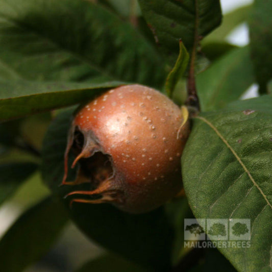 Mespilus Nottingham - Medlar Tree