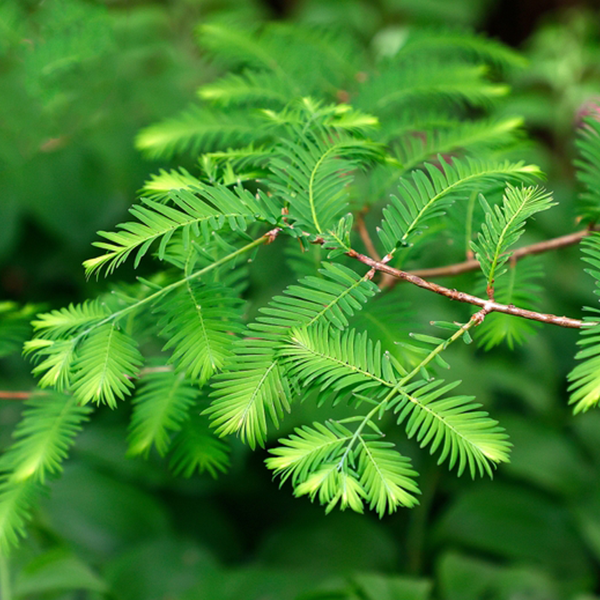 Metasequoia glyptostroboides - Dawn Redwood Tree