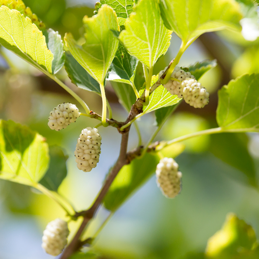 Morus alba - White Mulberry Tree
