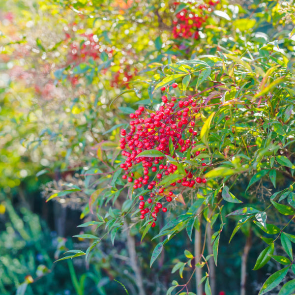 The Nandina domestica Pygmaea, also known as Heavenly Bamboo, showcases vibrant red berries and lush green leaves, offering a striking contrast. Its compact form is perfect for adding visual interest to smaller garden spaces without overwhelming them.