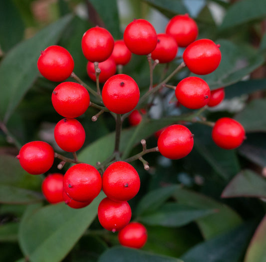 Nandina domestica - Sacred bamboo