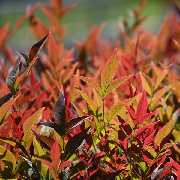 Nandina domestica 'Fire Power'