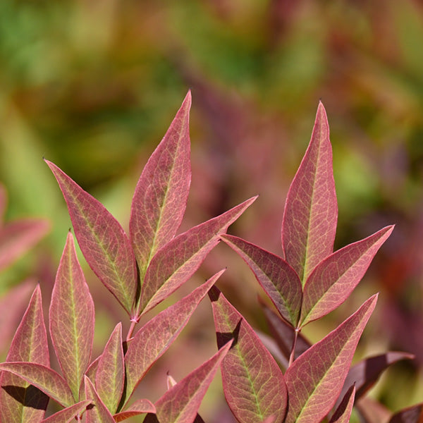 Nandina domestica 'Fire Power'