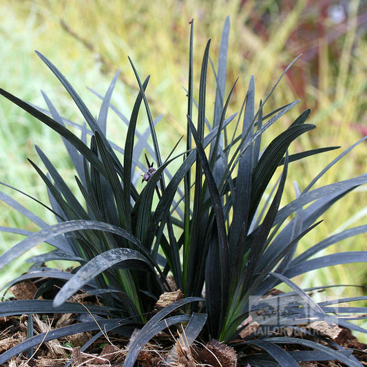Ophiopogon Nigrescens - Black Lilyturf