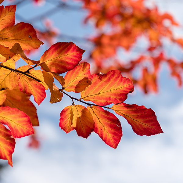 Parrotia persica - Persian Ironwood Tree – Mail Order Trees