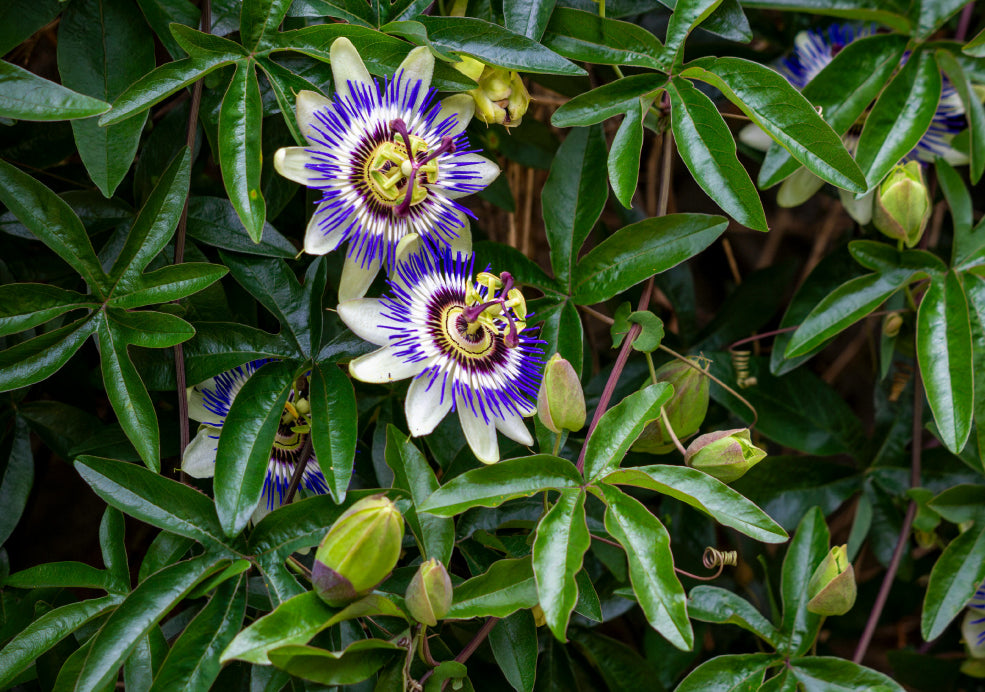 Passiflora: Exotic Blooms with Intriguing Charm.