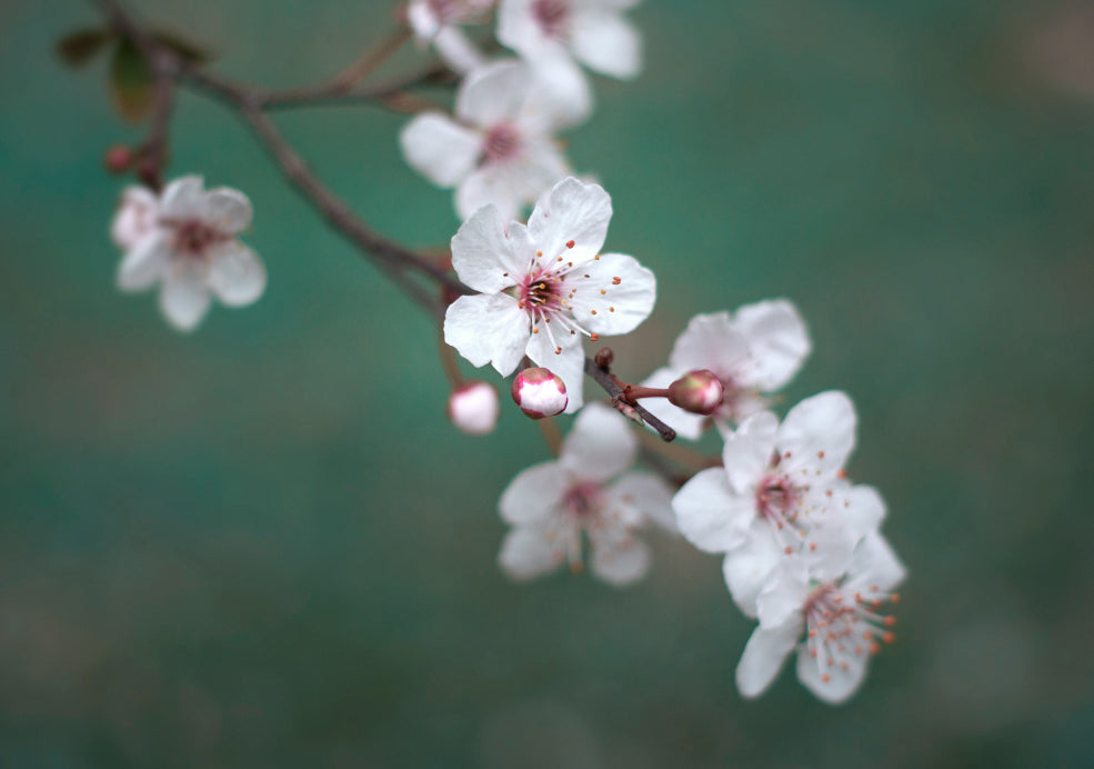 Low Maintenance and Seasonal Interest.