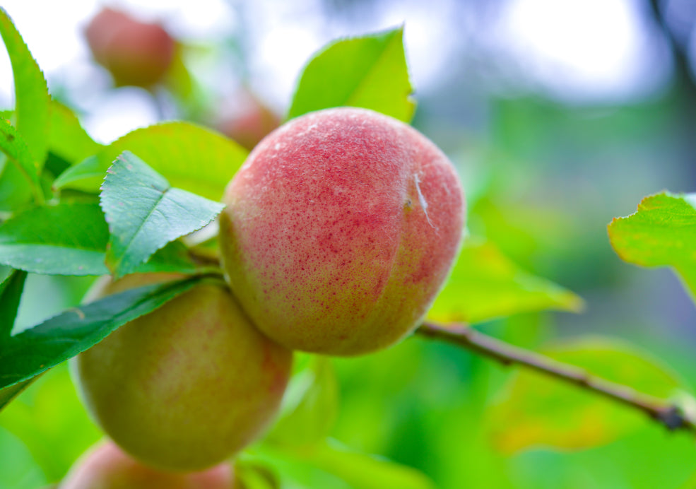 Peach Perfect: A Garden Delight.