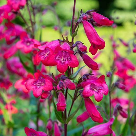 Penstemon 'Firebird'