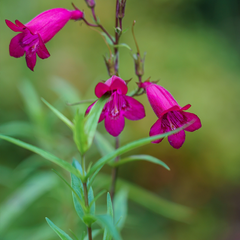 Penstemon 'Pensham Just Jayne'
