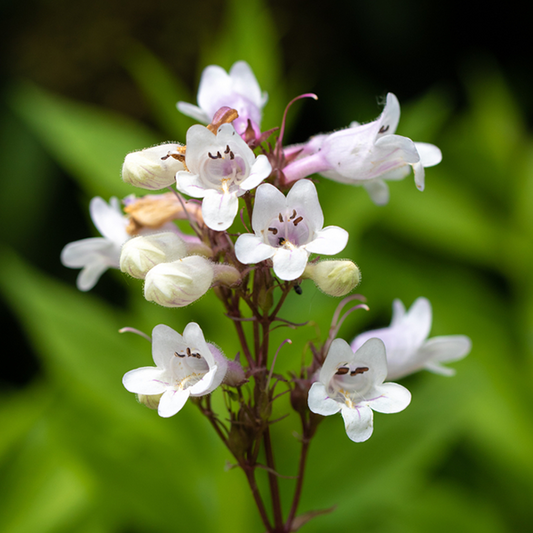 Penstemon digitalis 'Husker Red'