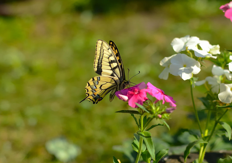 A Pollinator Favourite with a Long Blooming Season.