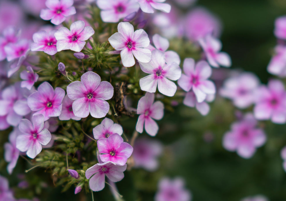 Phlox: A Burst of Colour and Fragrance.