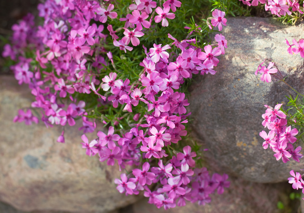 Hardy, Versatile, and Ideal for Sunny Borders.