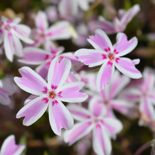 Phlox subulata 'Candy Stripes'