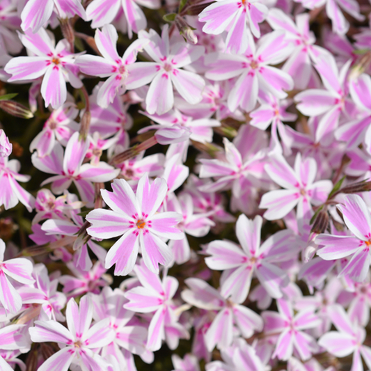Phlox subulata 'Candy Stripes'