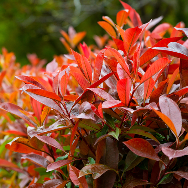 Close-up of vibrant red and orange leaves on a Photinia Red Robin, with a softly blurred green backdrop that beautifully highlights its natural splendor.