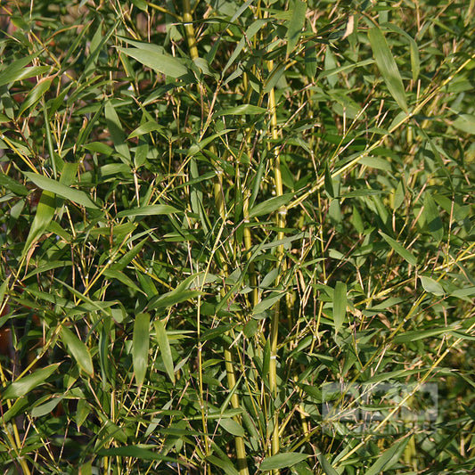 Phyllostachys bissetii - Green Stem Bamboo