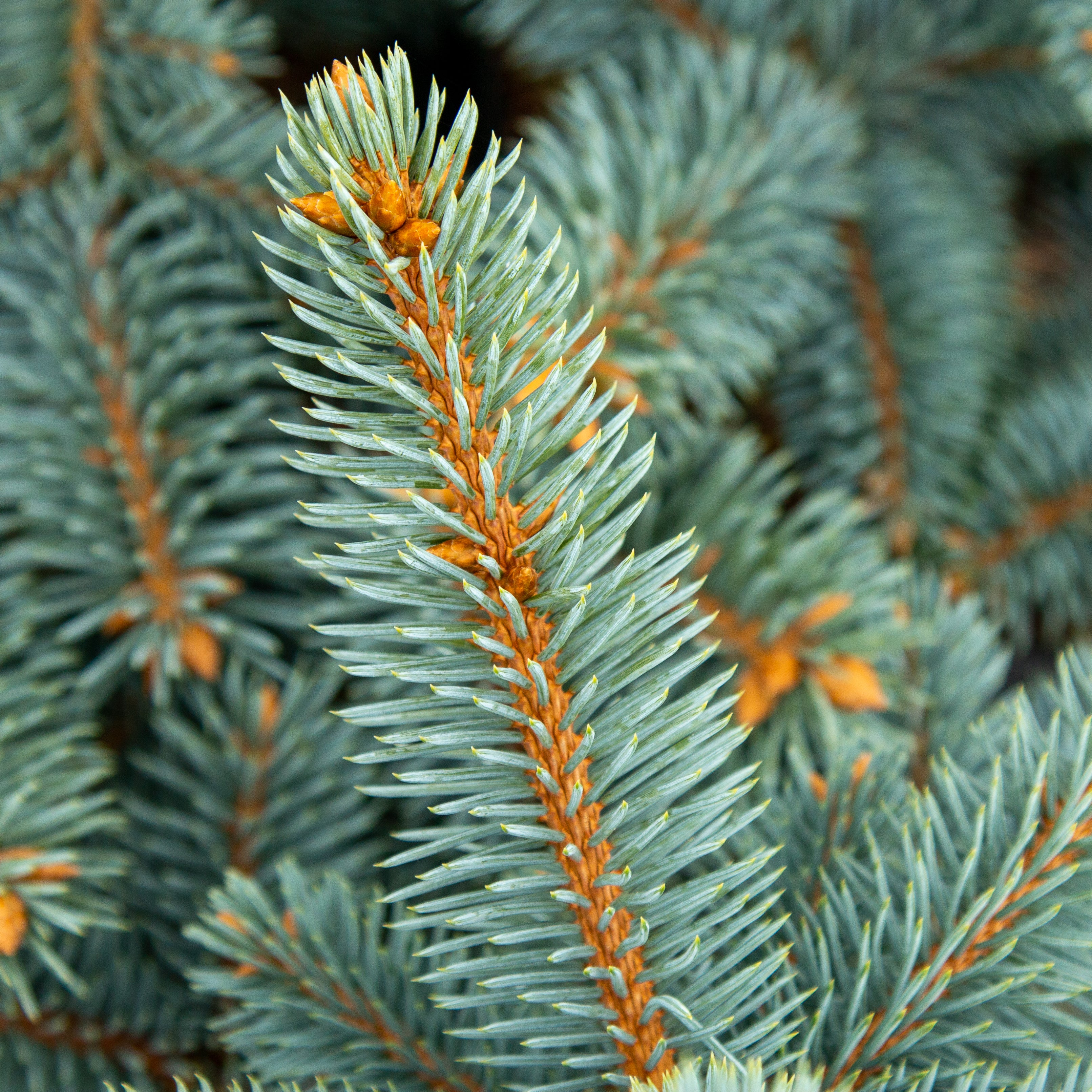 Picea pungens Schovenhorst - Barb Spruce – Mail Order Trees