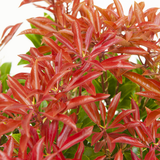 Pieris Carnaval - Variegated Lily of the Valley