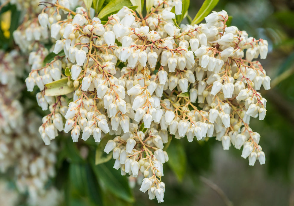 A Wildlife-Friendly Shrub with Endless Charm.