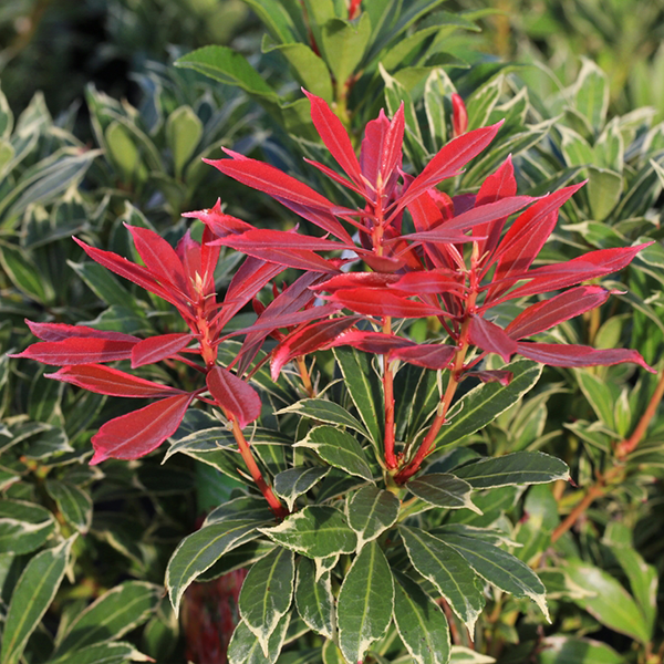 Pieris Carnaval - Variegated Lily-of-the-Valley