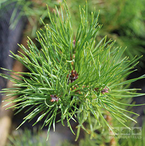Pinus sylvestris - Scots Pine