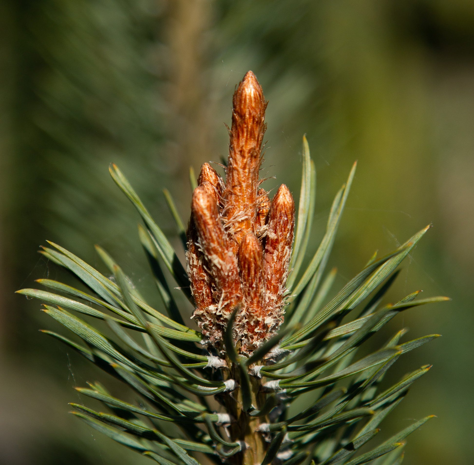 Close-up of emerging buds on a Scots Pine (Pinus sylvestris), surrounded by the resilient evergreens blue-green needles.