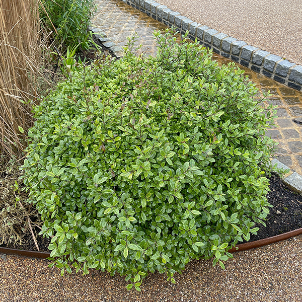 A dense, evergreen shrub named Pittosporum tenuifolium Golf Ball - Kohuhu is planted near a curved stone pathway, surrounded by brown soil and garden structures, blending harmoniously with the landscape.