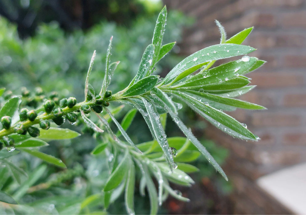 Hardy, Adaptable, and Easy to Maintain.