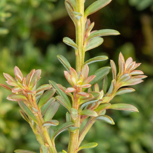 Podocarpus Red Embers - Podocarp