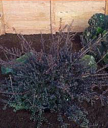 A small garden bush with thin, brownish branches and sparse foliage emerges from the soil, reminiscent of the delicate beauty offered by the Podocarpus Red Embers - Podocarp, enhancing the landscape quietly.