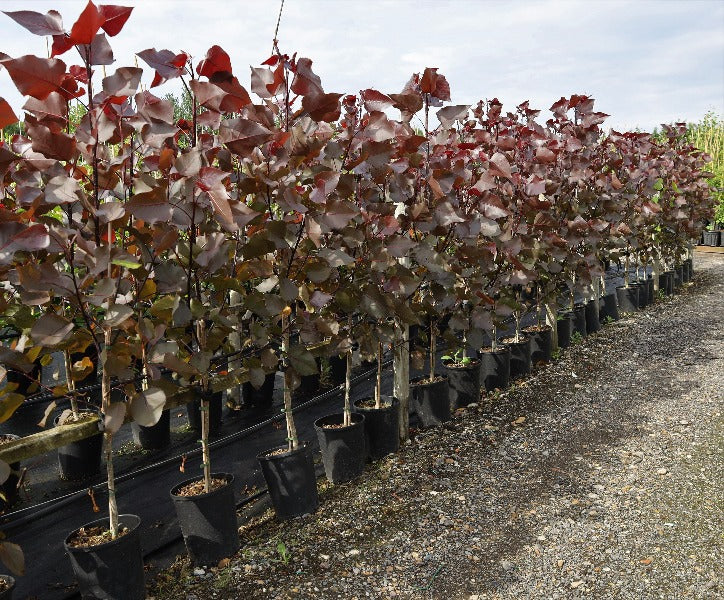 Rows of potted young Populus deltoides Purple Tower - Cottonwood Poplar trees with reddish-brown leaves are lined up outdoors on a gravel path, creating an impressive architectural planting display.