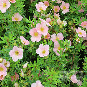 Potentilla Lovely Pink - Shrubby Cinquefoil Pink Beauty