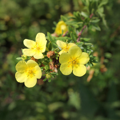 Potentilla 'Katherine Dykes'