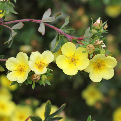 Potentilla 'Katherine Dykes'