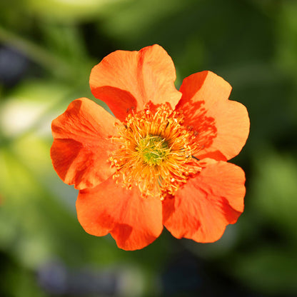 Potentilla 'Tangerine'