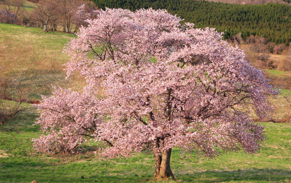 Seasonal Interest Beyond the Blossom.
