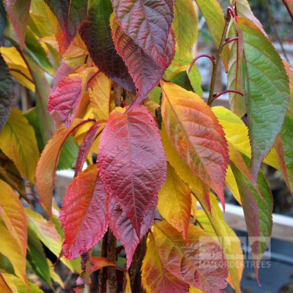 A vibrant collection of autumn leaves in shades of red, orange, and yellow decorates the branch of a compact Prunus Amanogawa - Japanese Flowering Cherry Tree.
