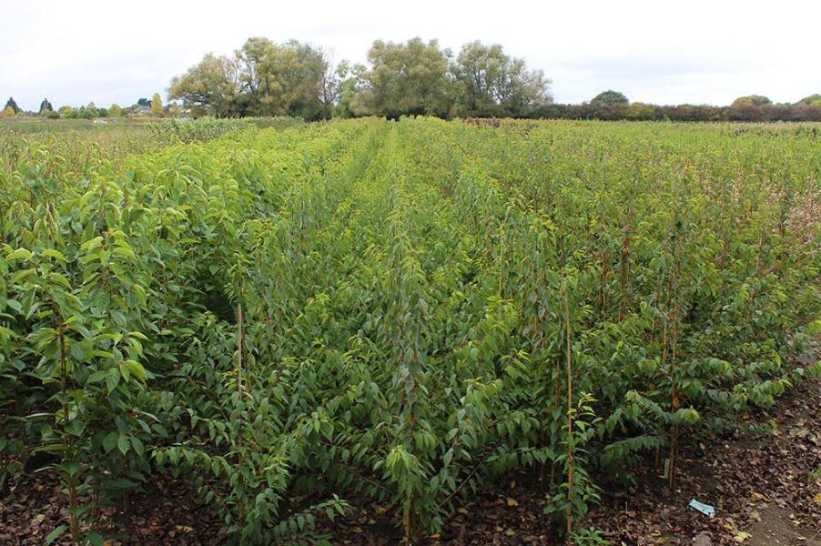 Rows of young saplings in a tree nursery, their verdant foliage vividly contrasting with the overcast sky. Interspersed among them, Prunus Autumnalis - Autumn Cherry Trees offer understated elegance, their blossoms quietly hinting at beauty that is yet to unfold.