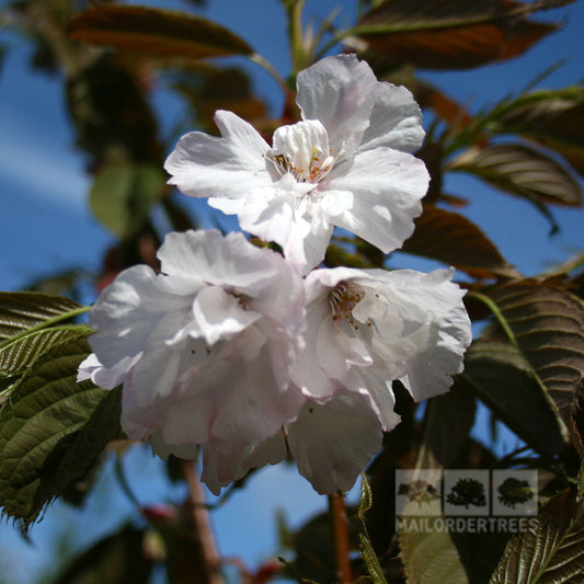 Prunus Chocolate Ice - Japanese Flowering Cherry Tree
