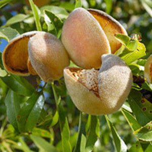 A close-up of Prunus Ingrid - Fruiting Almond Tree shows edible almond nuts in partially opened shells, dangling from a branch adorned with lush green leaves.