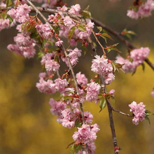 Prunus Kiku Shidare Zakura - Cheals Weeping Cherry Tree