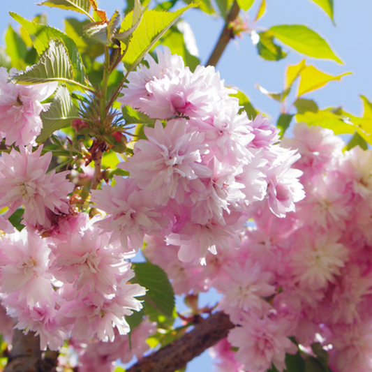 Prunus Kiku Shidare Zakura - Cheals Weeping Cherry Tree