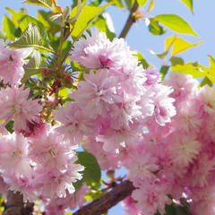 Prunus Kiku Shidare Zakura - Cheals Weeping Cherry Tree